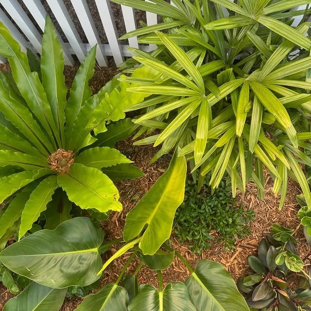 A Garden With Lots of Green Plants and a White Fence — Bloomscapes in Lennox Head NSW