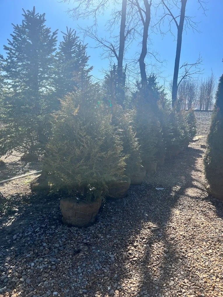 A row of christmas trees are lined up in a gravel area.