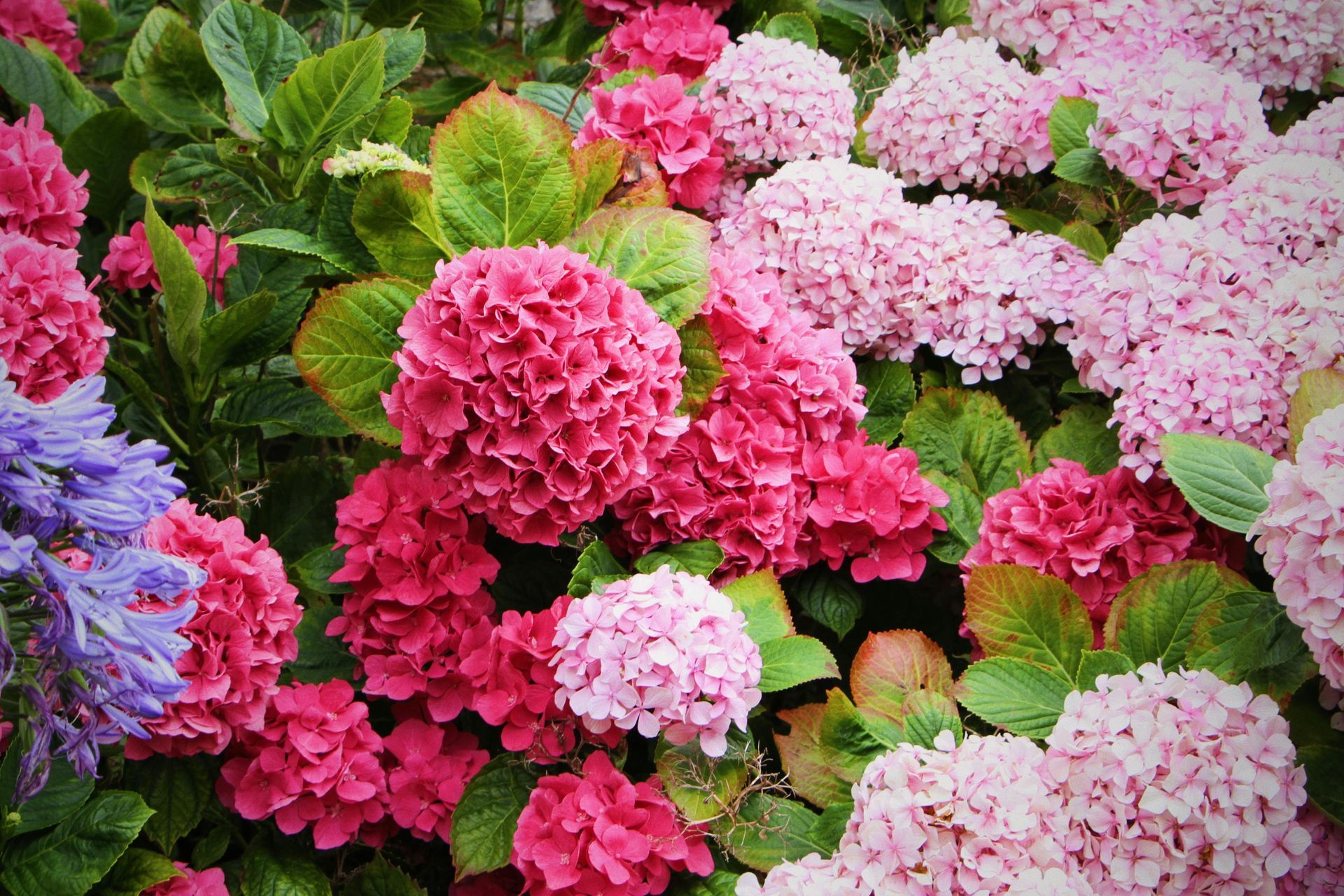 A bunch of pink and purple flowers are growing in a garden.