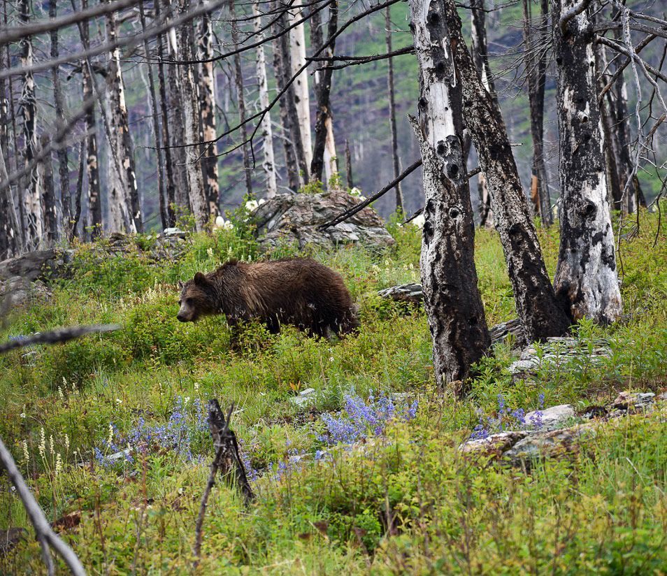 Brown bear forages in a green and purple wildflower meadow, surrounded by charred trees.