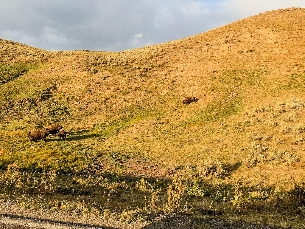 Horses grazing on a grassy hillside under a partly cloudy sky.