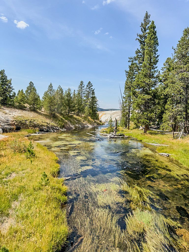 Stream flowing through a green and yellow grassy meadow, surrounded by evergreen trees under a blue sky.