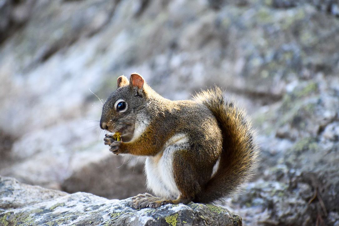 Squirrel with brown fur, eating, perched on a rock, rocky background.