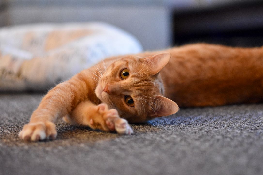 Orange cat stretching out on a gray carpet, looking at the camera.
