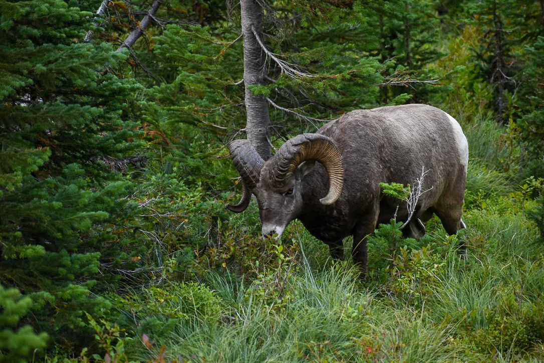 Bighorn sheep ram in a green forest, with large curled horns, gray and white fur.