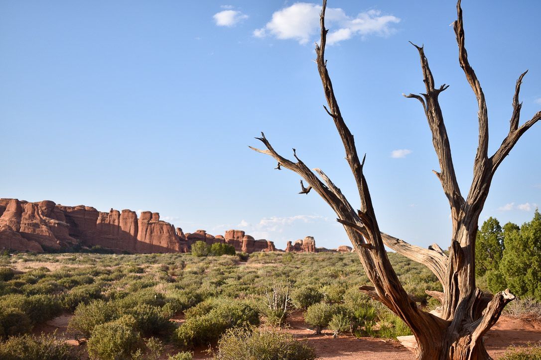 Desert landscape with a dry tree in the foreground and red rock formations in the background under a blue sky.