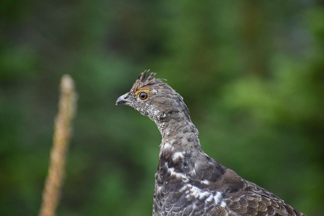 Brown and white spruce grouse with spiky head feathers in front of green foliage.