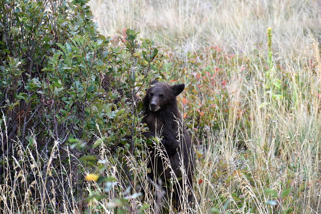 Black bear cub standing among bushes and tall grass.