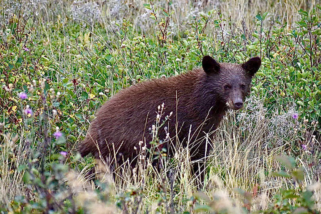 Brown bear standing in tall grass.