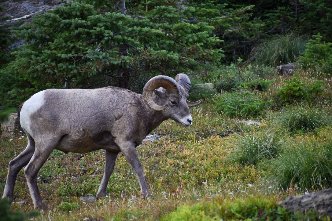 A bighorn sheep walks through a grassy, green hillside with trees in the background.