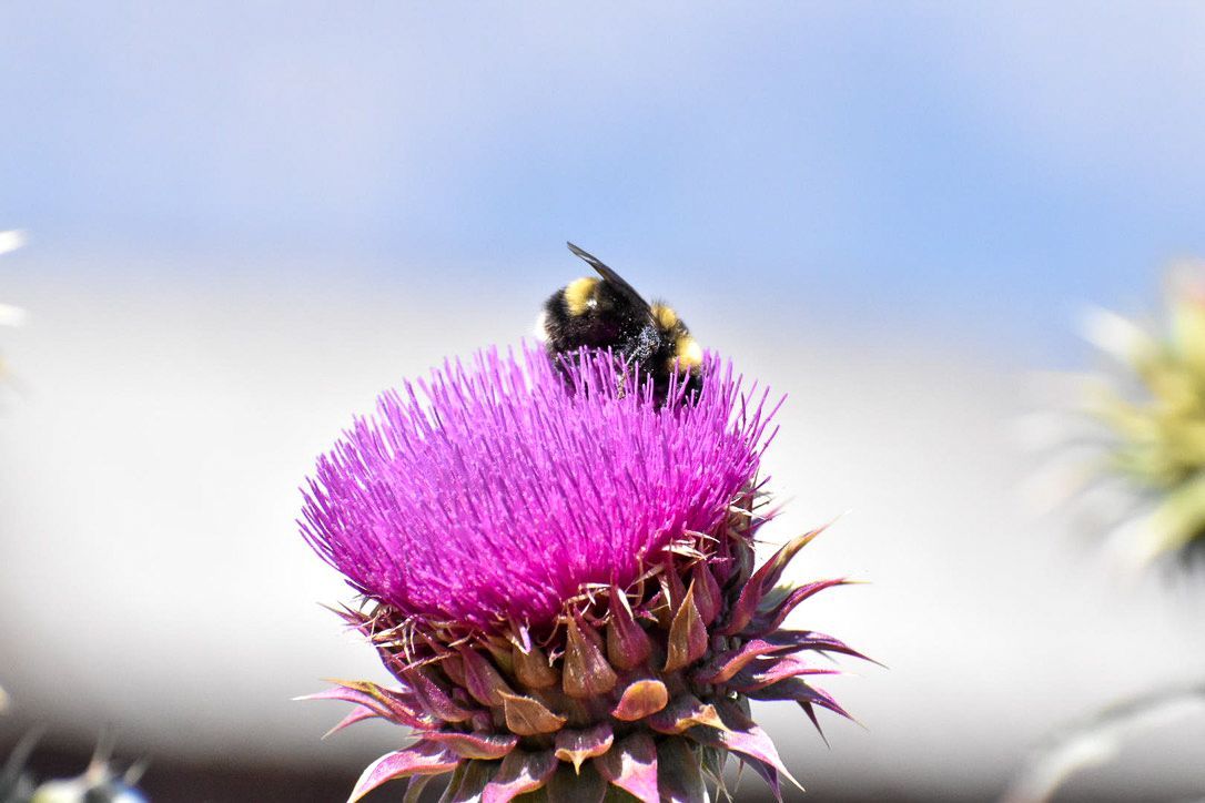 Bumblebee pollinating a vibrant purple thistle flower under a blue sky.