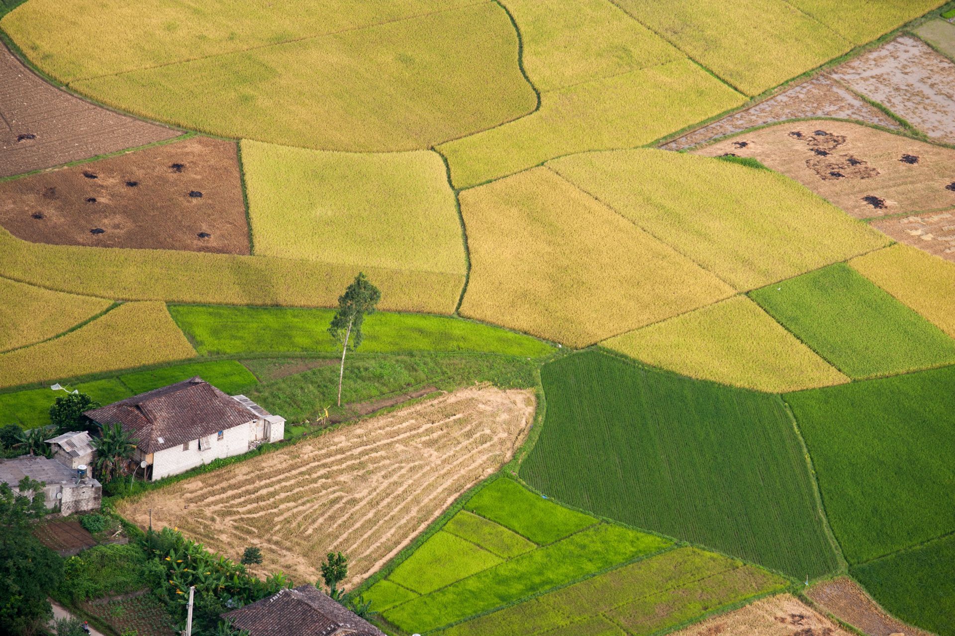 Aerial view of patchwork rice fields, with varying shades of green and yellow, and small houses.