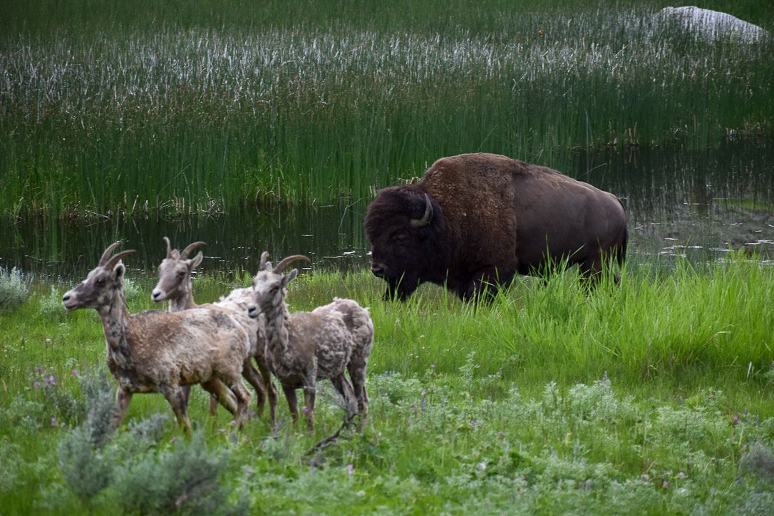 A bison grazes in tall grass near three bighorn sheep.