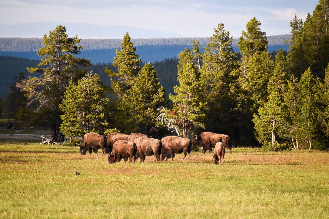 Bison grazing in a grassy field, trees in the background. Mountains and blue sky above.
