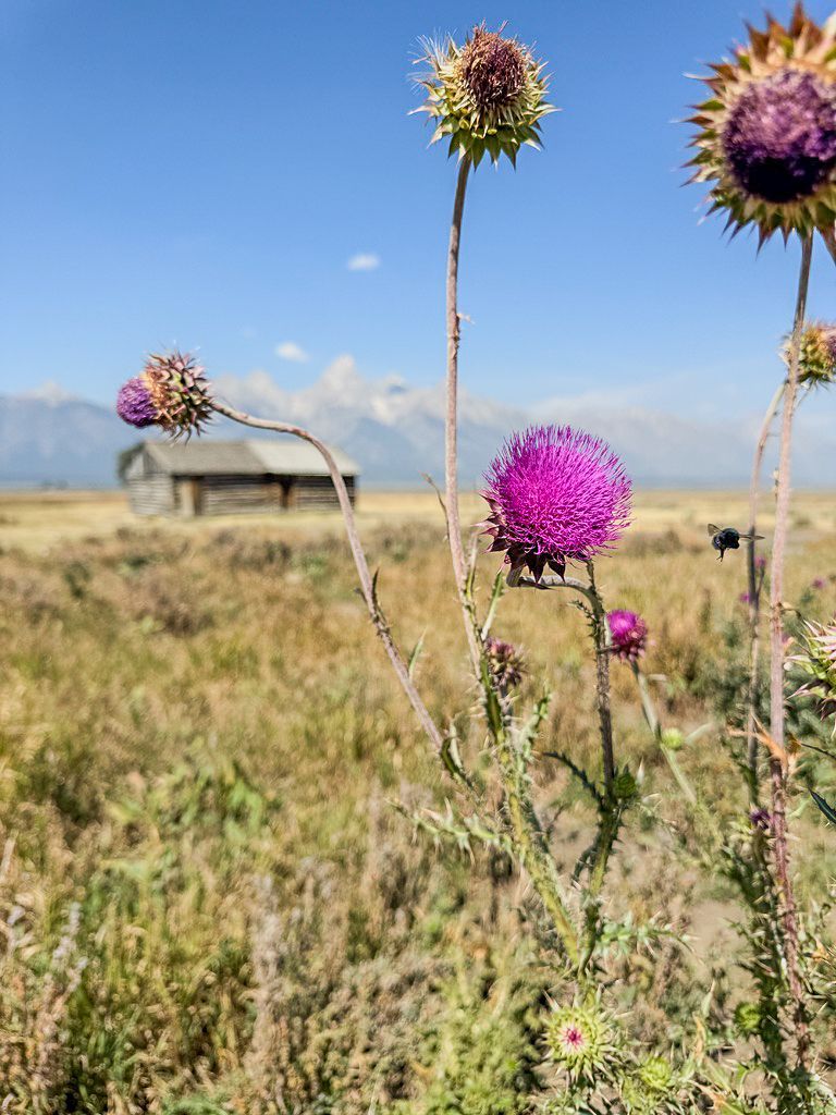 Purple thistle flowers in a field with an old barn and mountains in the background under a blue sky.
