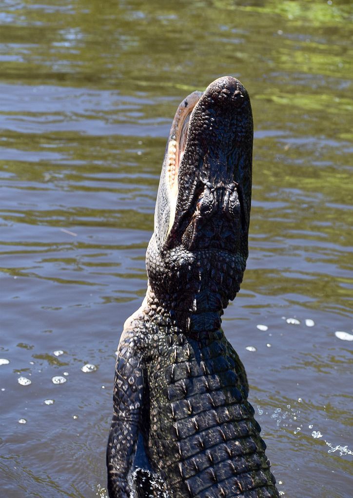 Alligator with open mouth, rising from water.