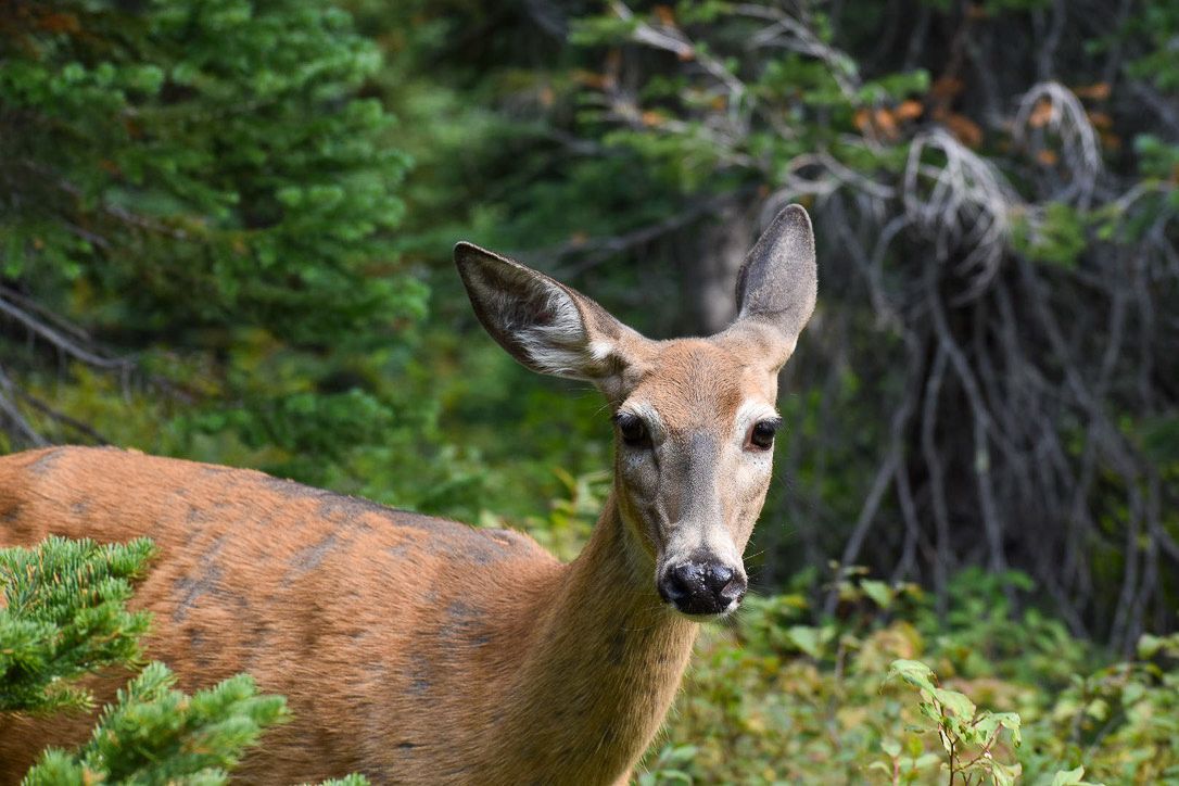 Deer in a forest, looking towards the viewer. Brown fur, green foliage, and a neutral expression.