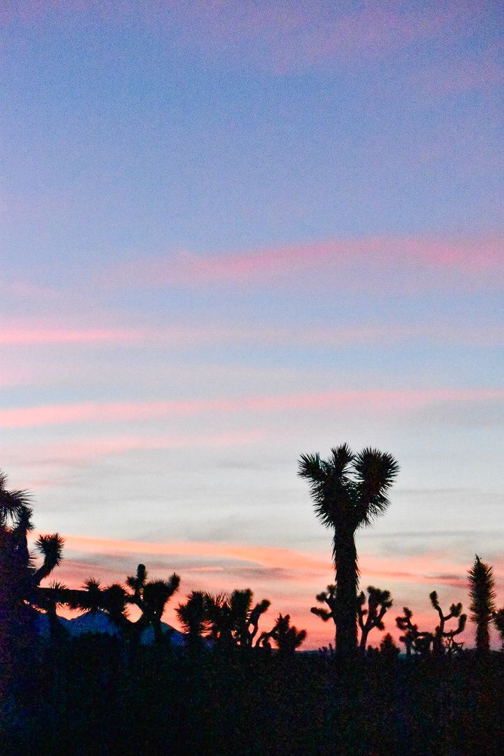 Silhouetted Joshua trees against a pink and blue sunset sky.