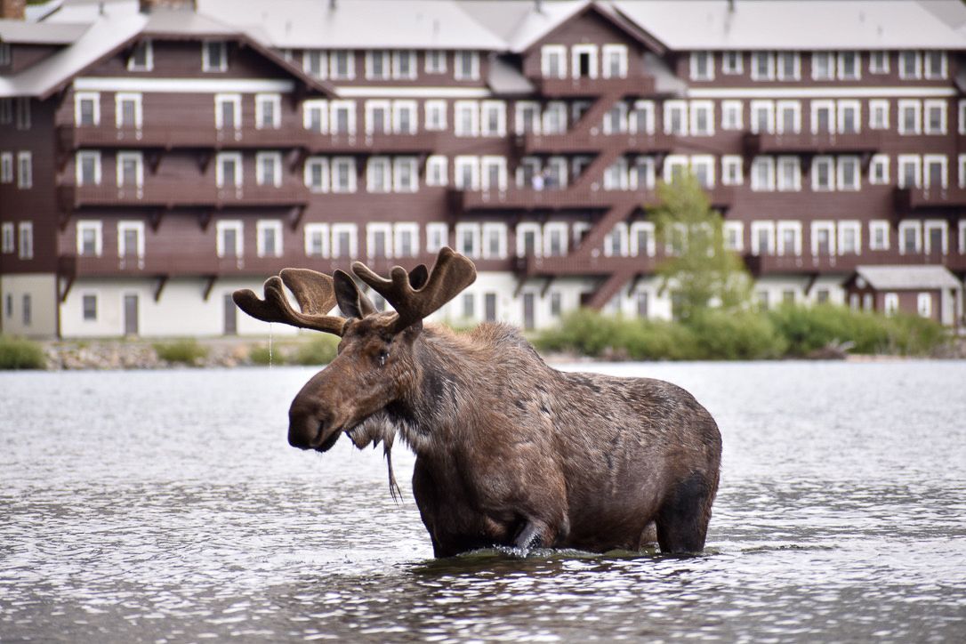 Moose wading in water in front of a large brown hotel building with balconies.