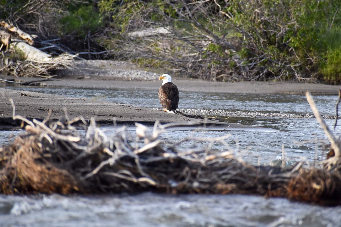 Bald eagle on a muddy bank near water, brown and white feathers, green bushes in the background.