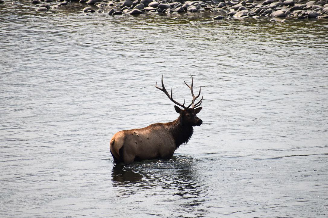 Elk with large antlers stands in a river; dark brown fur, rocky shoreline in background.