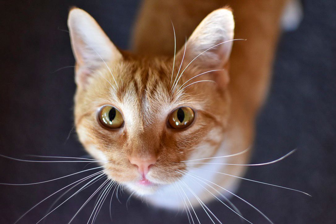 Orange tabby cat looking up, with whiskers spread.
