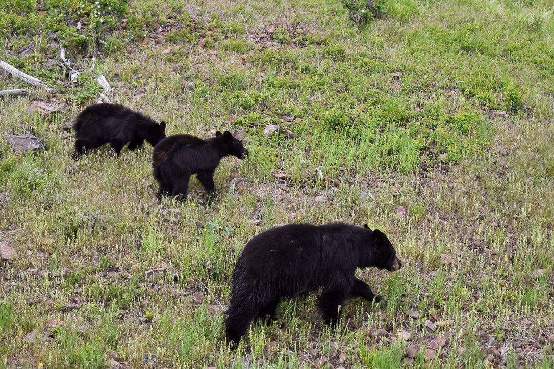 Black bear and two cubs walking in grassy field.