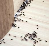 Ants crawling along the floor in a home