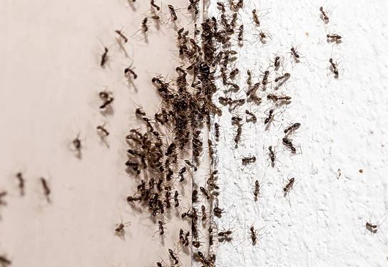 army of ants swarming the corner of a home's wall