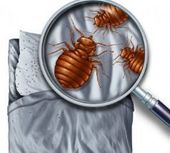 invasive pest bed bug sitting on bed sheets
