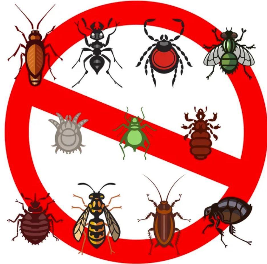 cartoon image of common household pests such as ants, flies, hornets, roaches and bed bugs