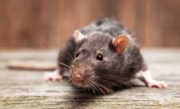 invasion home pest; a closeup of a rat.