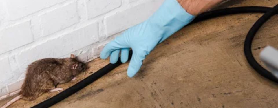 exterminator reaching for a dead rat in a home basement