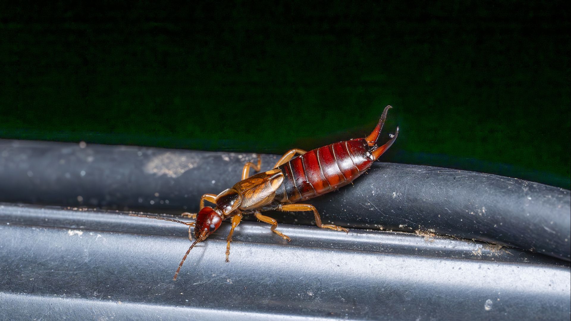Earwig