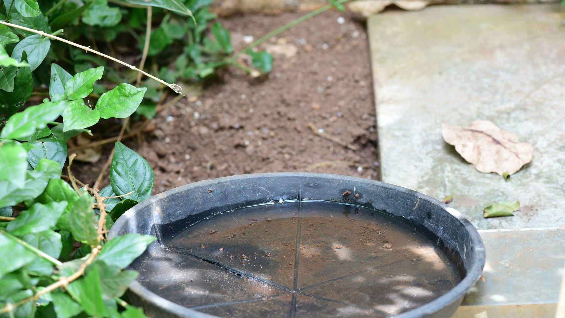 Mosquito breeding site