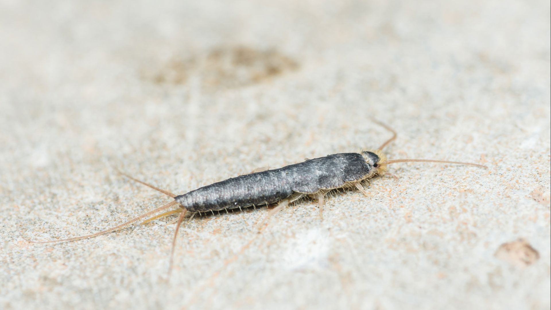 Silverfish