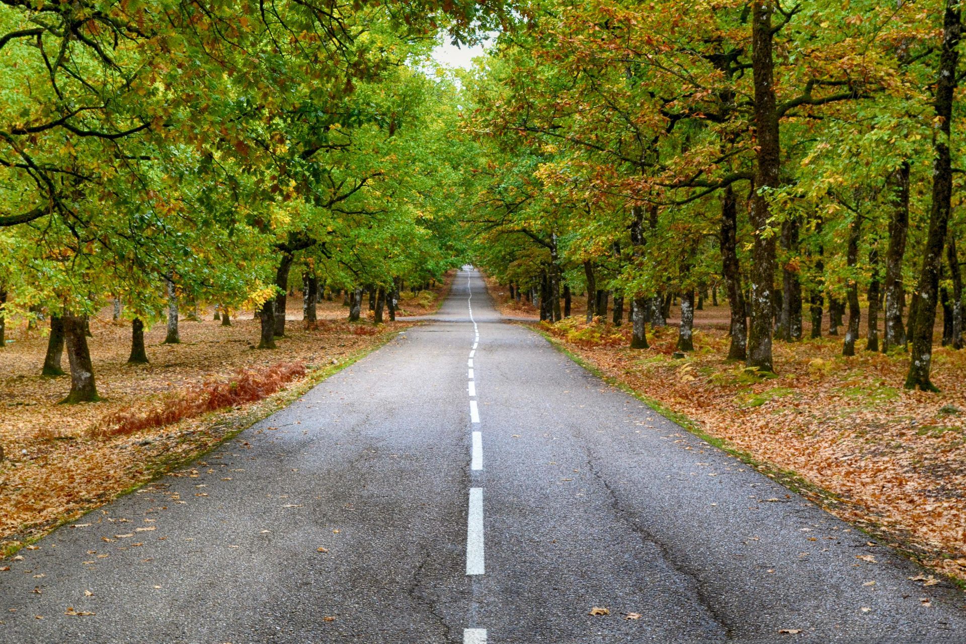 A road going through a forest with trees on both sides