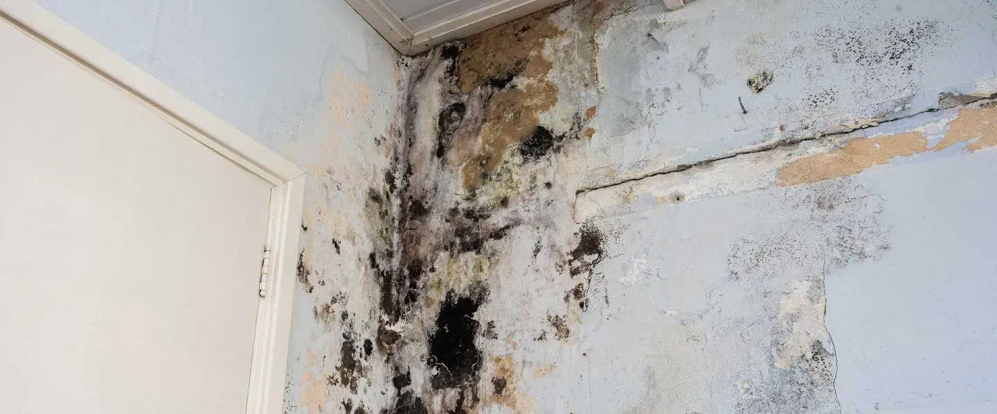 Mold Removal in Fenton MI