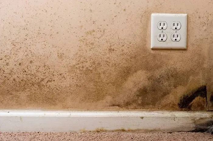 Mold Testing & Remediation in Fenton MI