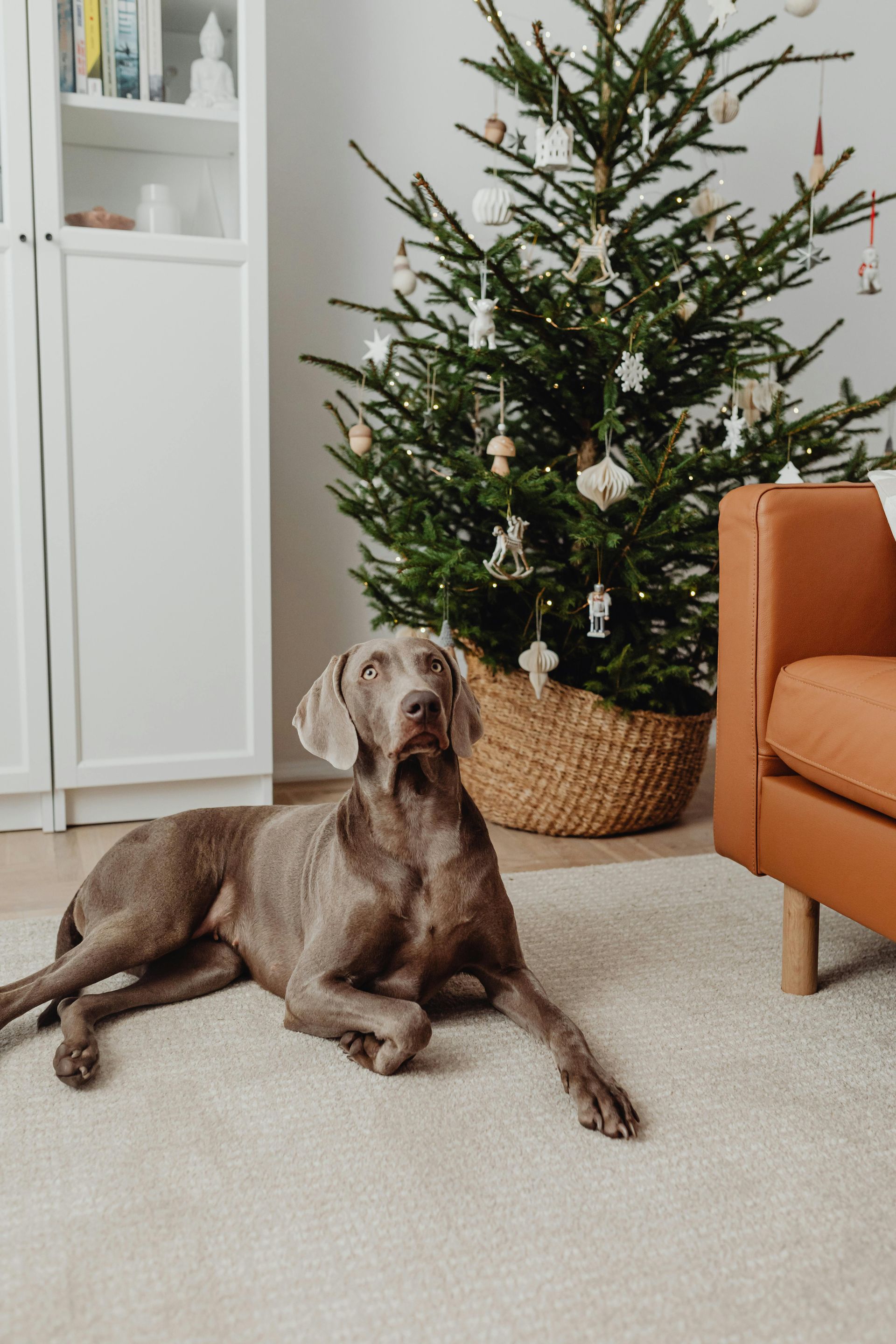 professional pet odor removal services in Linden, MI