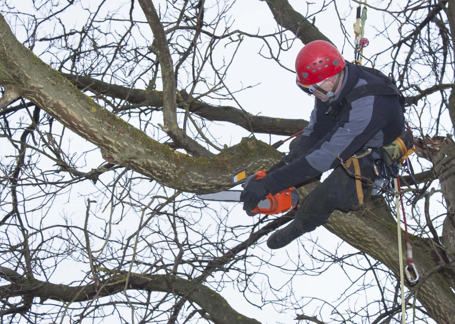 arborist performing a tree trimming service