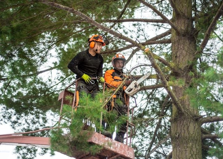 Arborist men cutting a tree