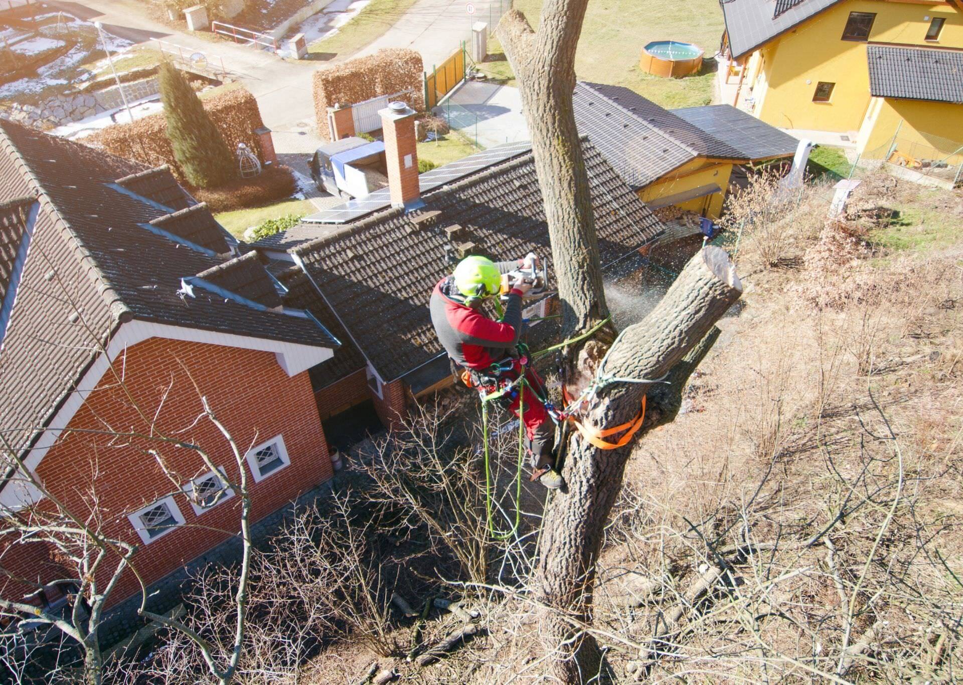 Arborist performing a tree removal service