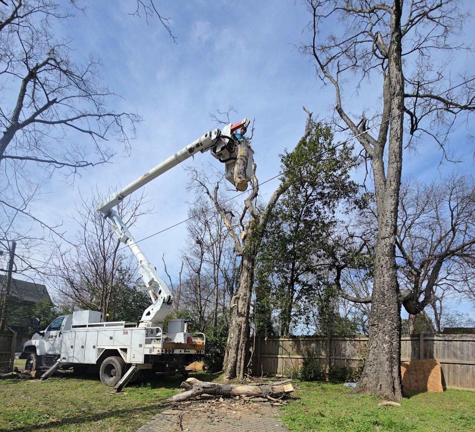 A man in a crane is cutting a tree in a yard A man in a crane is cutting a tree in a yard