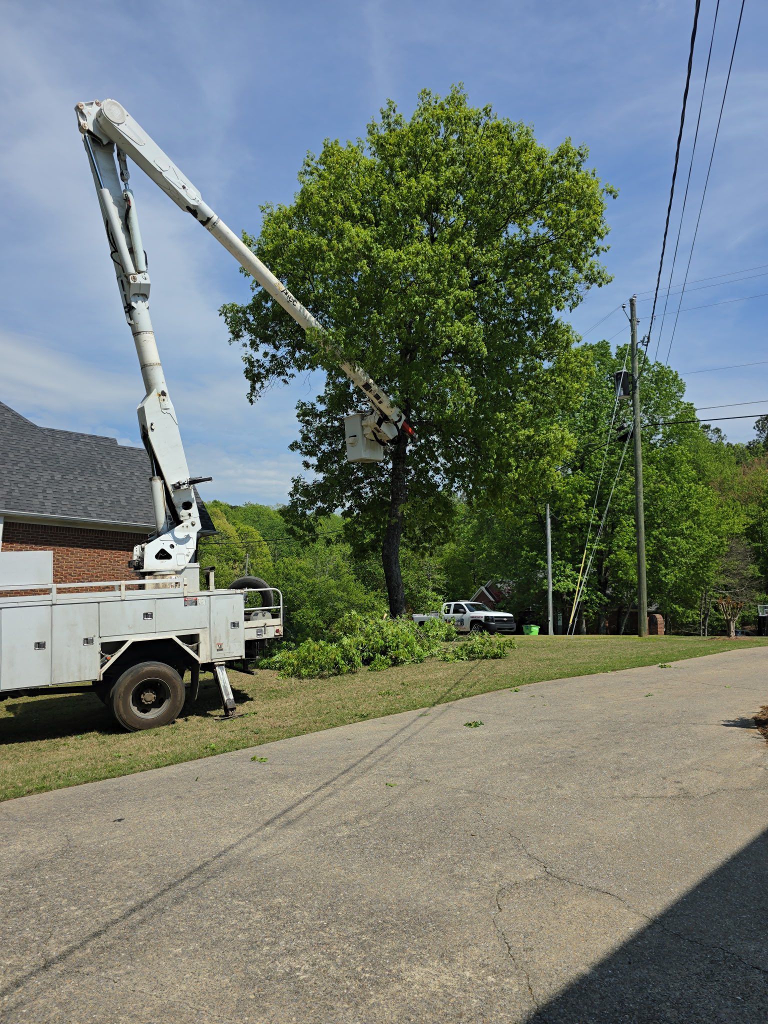 A crane is cutting a tree on the side of the road.