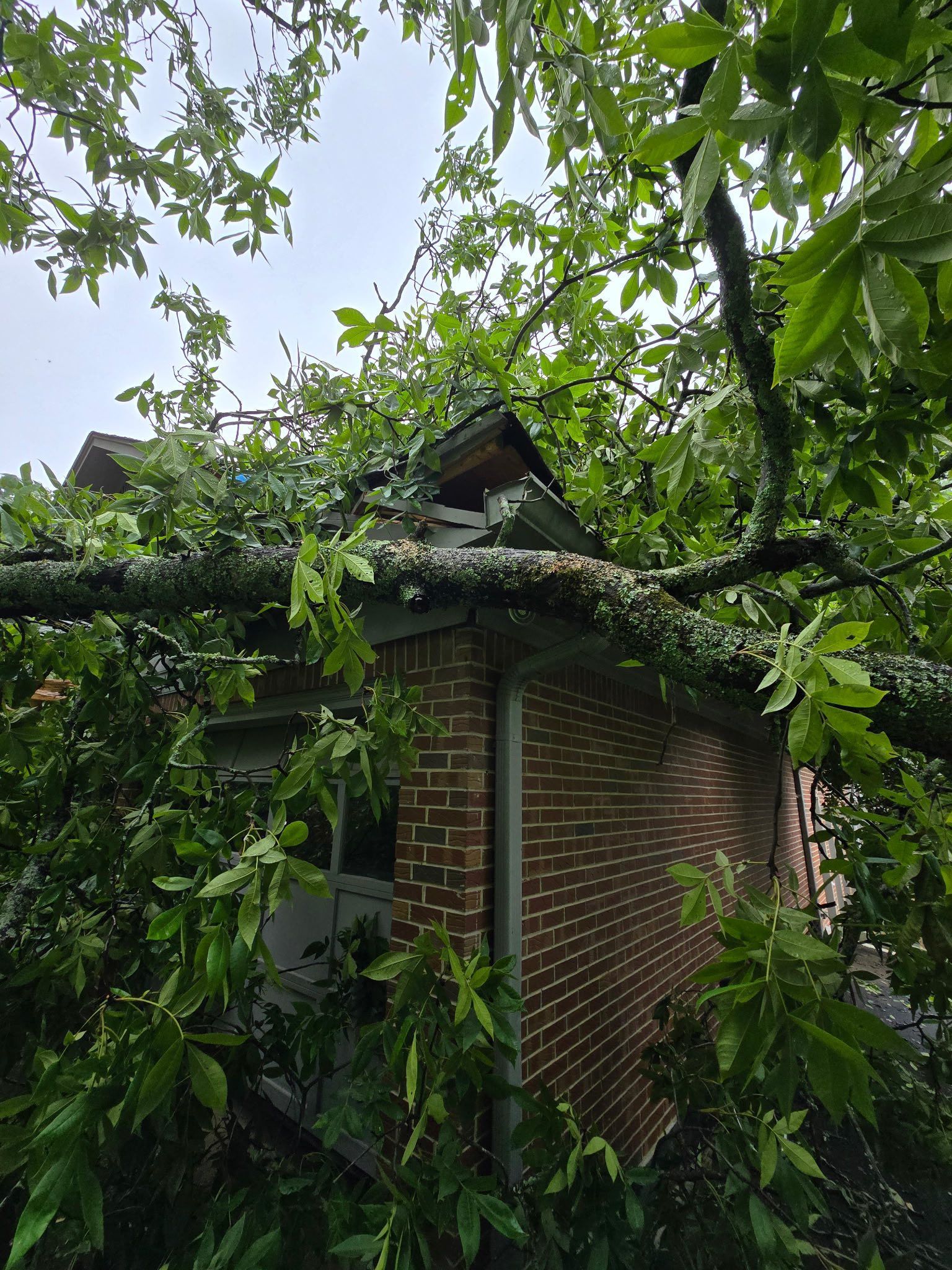 A tree has fallen on top of a brick building.