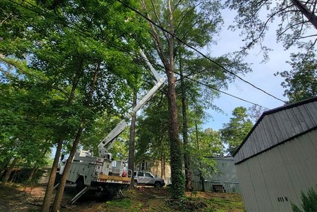 A crane is cutting a tree in the woods in front of a house.