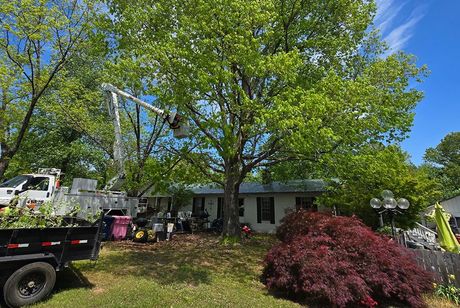 A tree surgeon is cutting a tree in front of a house.