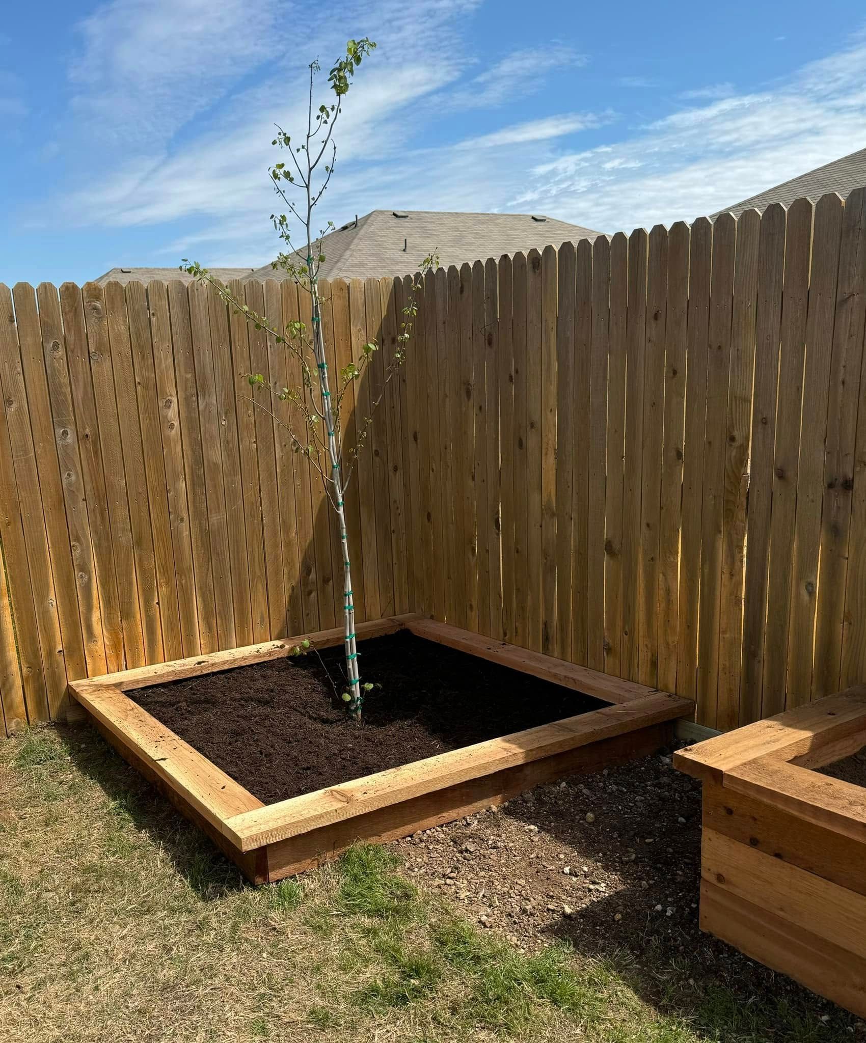 A small tree is growing in a wooden planter in front of a wooden fence.
