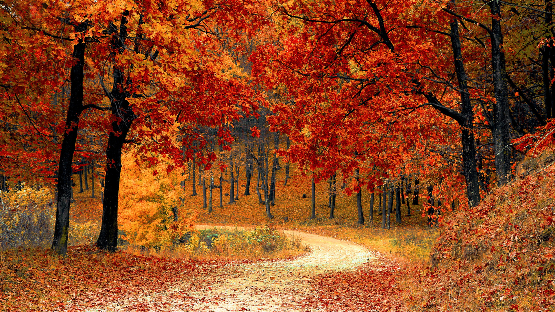 A path in the middle of a forest covered in leaves